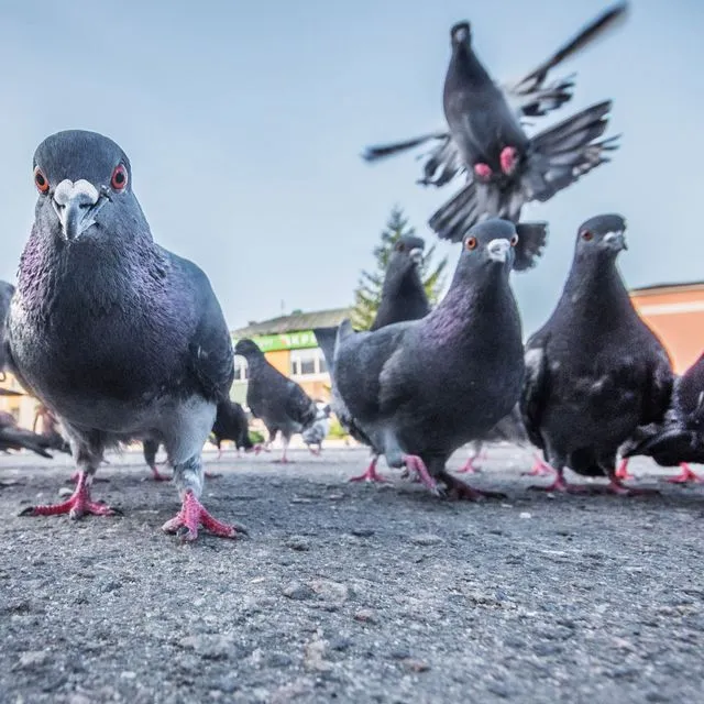 thumbnail for publication: Pigeon Canker